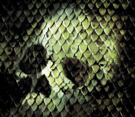 Anacondas: The Hunt for the Blood Orchid (2004) Anacondas: Hunt for the Blood Orchid movie poster