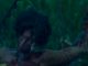 Kandyse McClure, Children of the Corn (2009)