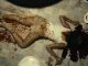 Jessica Lucas, Evil Dead (2013)