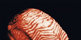 The Suckling (1990) The Suckling